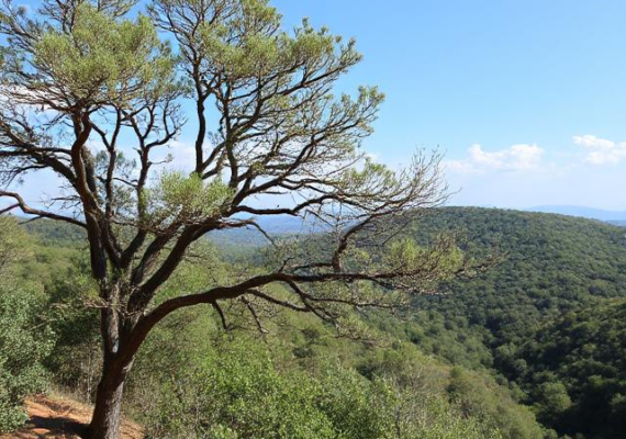 Katzrin: The Cultural and Economic Hub of the Golan Heights