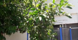 5 Room House Maalot Galil