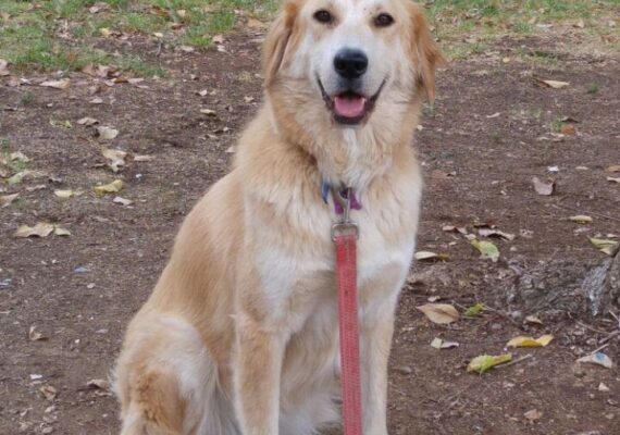 Making Aliyah with Your Pets: A Comprehensive Guide