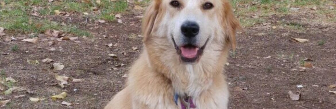 Making Aliyah with Your Pets: A Comprehensive Guide