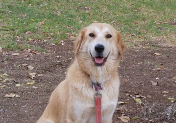 Making Aliyah with Your Pets: A Comprehensive Guide