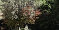 Looking for a large, green garden?