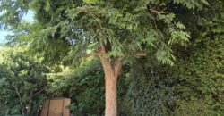 Looking for a large, green garden?